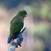 Andean Parrots - Photo (c) Attila Steiner, some rights reserved (CC BY-NC), uploaded by Attila Steiner