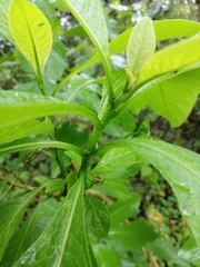 Iochroma arborescens