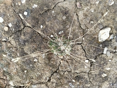 Poa maniototo