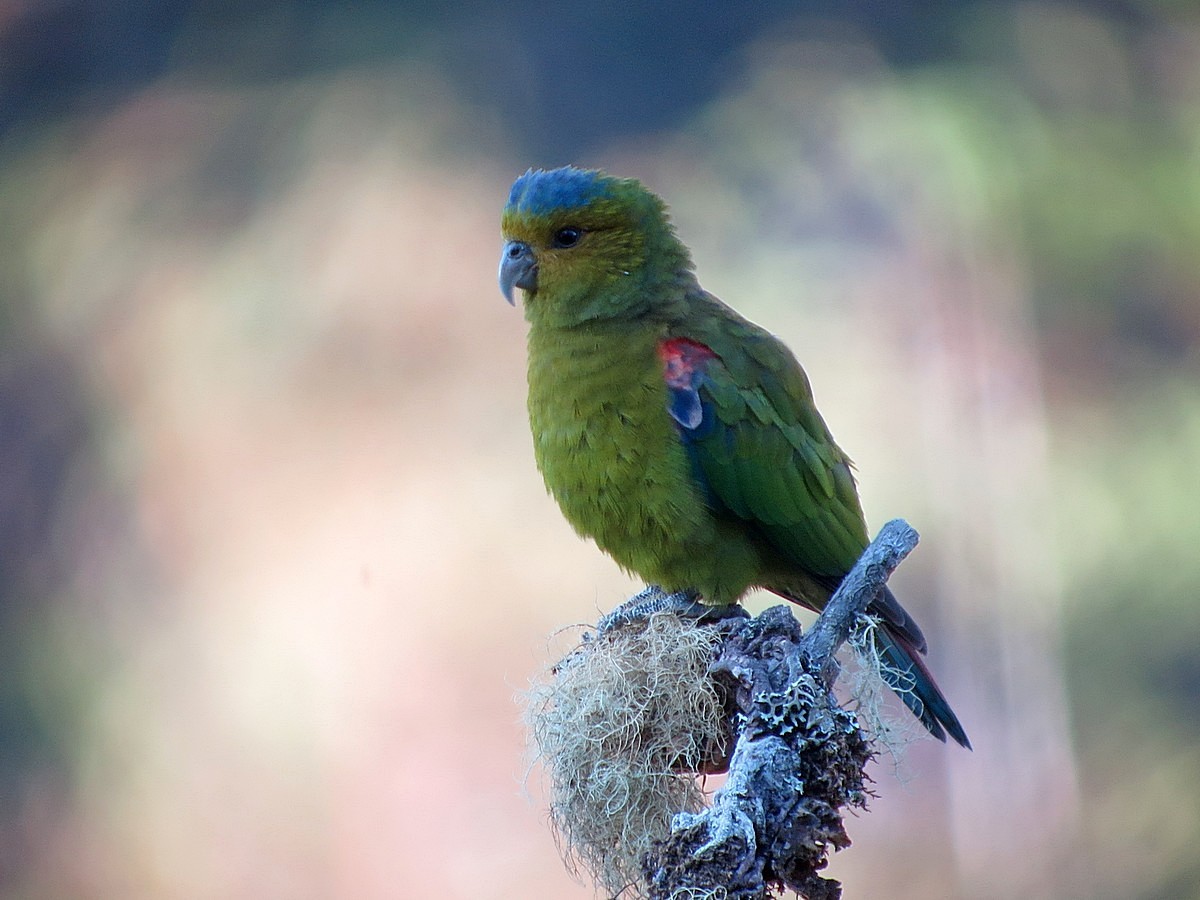 https://inaturalist-open-data.s3.amazonaws.com/photos/107001515/original.jpeg