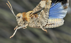 Oedipoda charpentieri