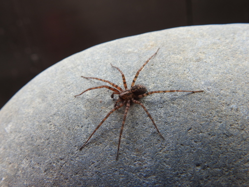 Rural Funnel-web Spider