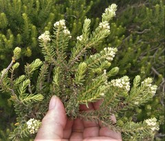 Phylica axillaris