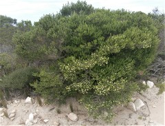 Phylica axillaris