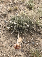 Hypochaeris incana
