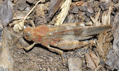Oedipoda coerulea