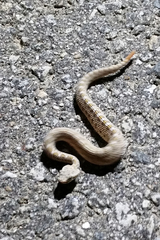 Crotalus cerastes cerastes