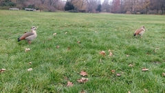 Alopochen aegyptiaca