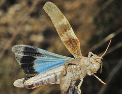 Oedipoda coerulea