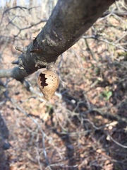 Amphibolips acuminata
