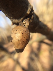 Amphibolips acuminata