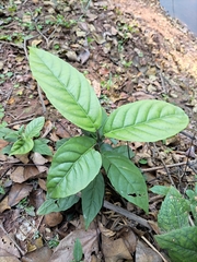 Maesa japonica