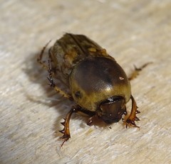 Euoniticellus fulvus