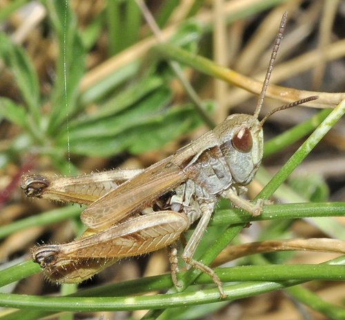 Omocestus Bolivari