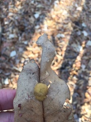 Neuroterus laurifoliae