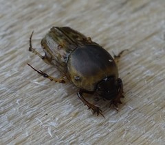 Euoniticellus fulvus