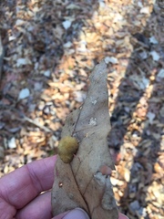 Neuroterus laurifoliae