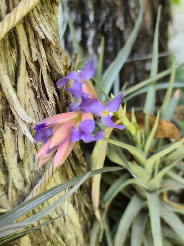 Image of Tillandsia bergeri by (c) Sol Quipildor, some rights reserved (CC BY-SA)