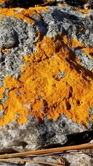 Caloplaca cinnabarina