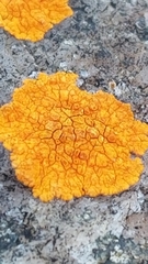 Caloplaca cinnabarina