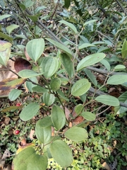 Smilax davidiana