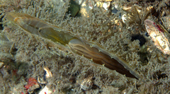 Pinna carnea