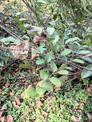 Smilax davidiana