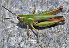 Omocestus panteli