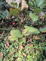 Smilax davidiana