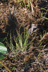Juncus stygius