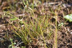 Juncus stygius