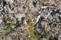 Juncus triglumis