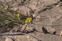 Lebeckia pauciflora