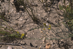 Lebeckia pauciflora