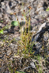 Juncus triglumis