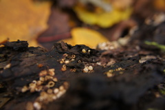 Sphaerobolus stellatus