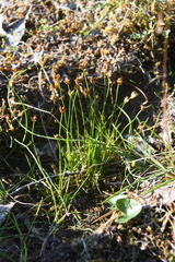 Juncus triglumis