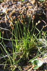 Juncus triglumis