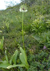 Allium victorialis