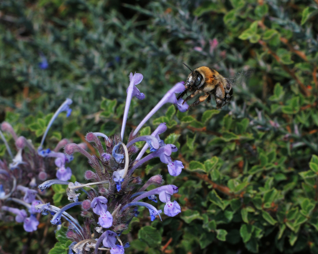 Anthophora robusta