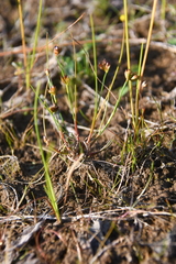 Juncus triglumis