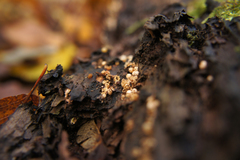 Sphaerobolus stellatus