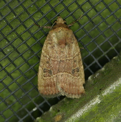 Elaphria fuscimacula