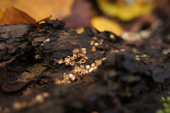 Sphaerobolus stellatus