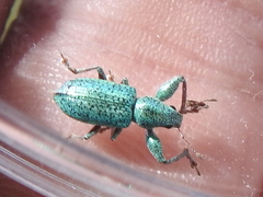 Hadromeropsis opalina