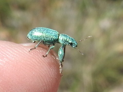 Hadromeropsis opalina