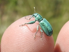 Hadromeropsis opalina