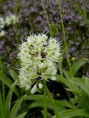 Allium victorialis