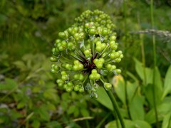Allium victorialis