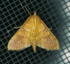 Psara obscuralis